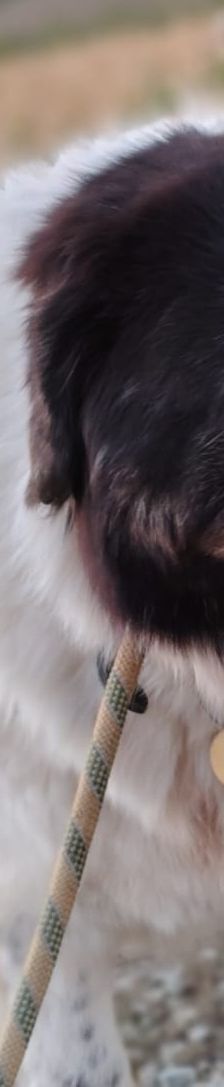 Bruno – Herdi-Mix, Männchen, 8 Jahre 8 Monate, 86685 Huisheim – Foto 13