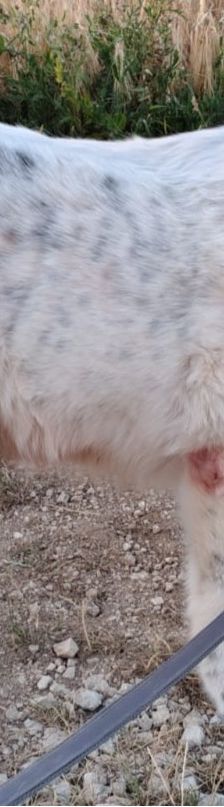 Bruno – Herdi-Mix, Männchen, 8 Jahre 8 Monate, 86685 Huisheim – Foto 14
