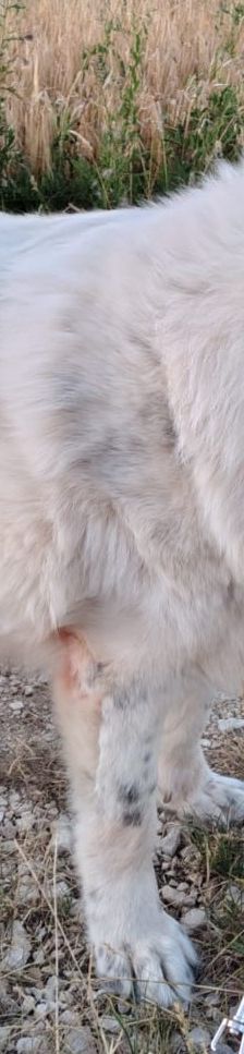 Bruno – Herdi-Mix, Männchen, 8 Jahre 8 Monate, 86685 Huisheim – Foto 16