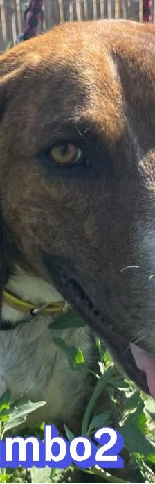 Rambo2 – Bracke-Mix, Männchen, 1 Jahr 1 Monat, Griechenland – Foto 1