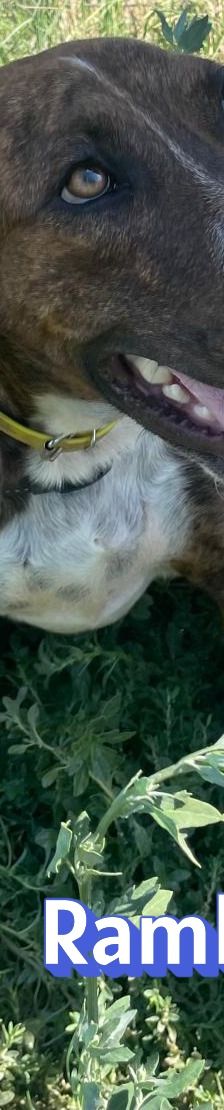 Rambo2 – Bracke-Mix, Männchen, 1 Jahr 1 Monat, Griechenland – Foto 2