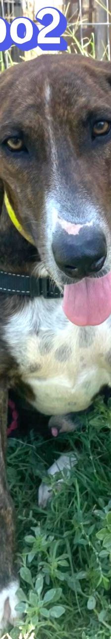 Rambo2 – Bracke-Mix, Männchen, 1 Jahr 1 Monat, Griechenland – Foto 4