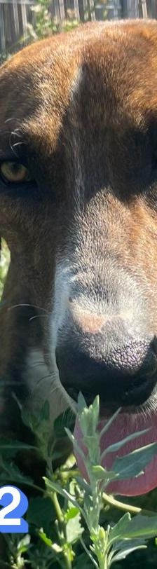 Rambo2 – Bracke-Mix, Männchen, 1 Jahr 1 Monat, Griechenland – Foto 5