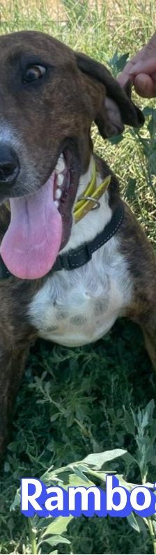Rambo2 – Bracke-Mix, Männchen, 1 Jahr 1 Monat, Griechenland – Foto 7