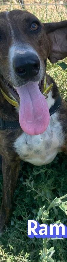 Rambo2 – Bracke-Mix, Männchen, 1 Jahr 1 Monat, Griechenland – Foto 8