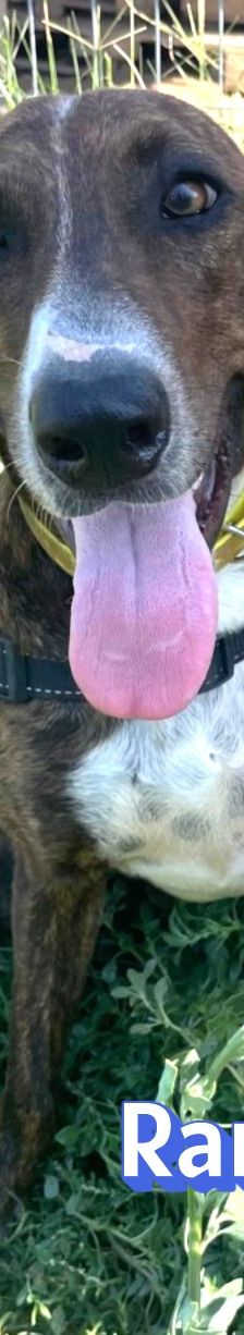 Rambo2 – Bracke-Mix, Männchen, 1 Jahr 1 Monat, Griechenland – Foto 9