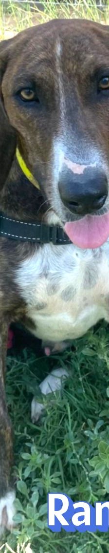 Rambo2 – Bracke-Mix, Männchen, 1 Jahr 1 Monat, Griechenland – Foto 10