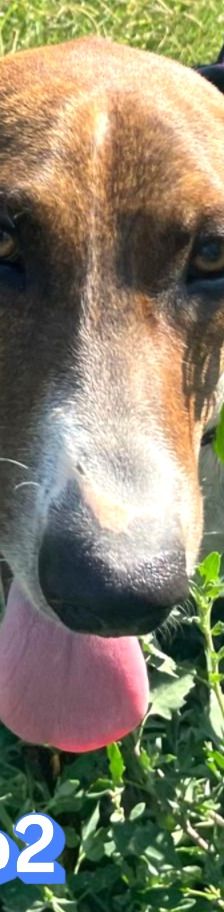Rambo2 – Bracke-Mix, Männchen, 1 Jahr 1 Monat, Griechenland – Foto 11