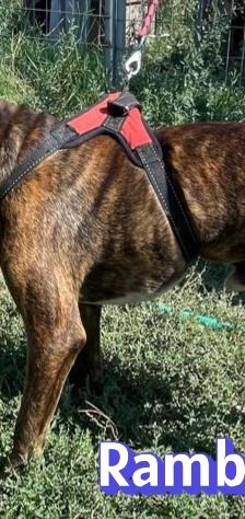 Rambo2 – Bracke-Mix, Männchen, 1 Jahr 1 Monat, Griechenland – Foto 12