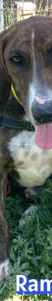 Rambo2 – Bracke-Mix, Männchen, 1 Jahr 1 Monat, Griechenland – Foto 13