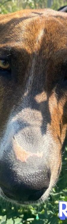 Rambo2 – Bracke-Mix, Männchen, 1 Jahr 1 Monat, Griechenland – Foto 14