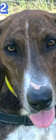 Rambo2 – Bracke-Mix, Männchen, 1 Jahr 1 Monat, Griechenland – Foto 15
