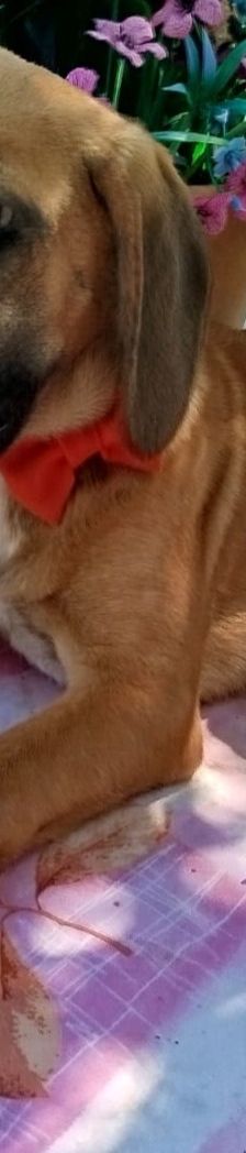 Erwin – Bracke-Mix, Männchen, 4 Monate, Griechenland – Foto 13