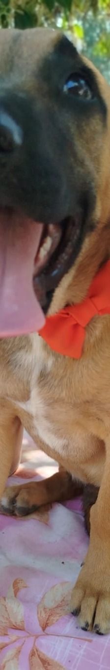 Erwin – Bracke-Mix, Männchen, 4 Monate, Griechenland – Foto 15