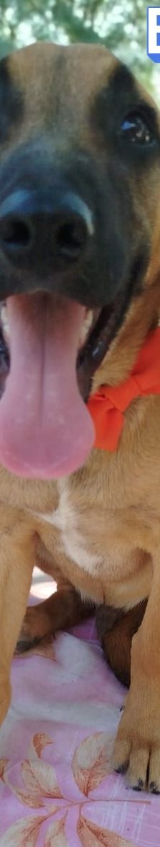 Erwin – Bracke-Mix, Männchen, 4 Monate, Griechenland – Foto 1