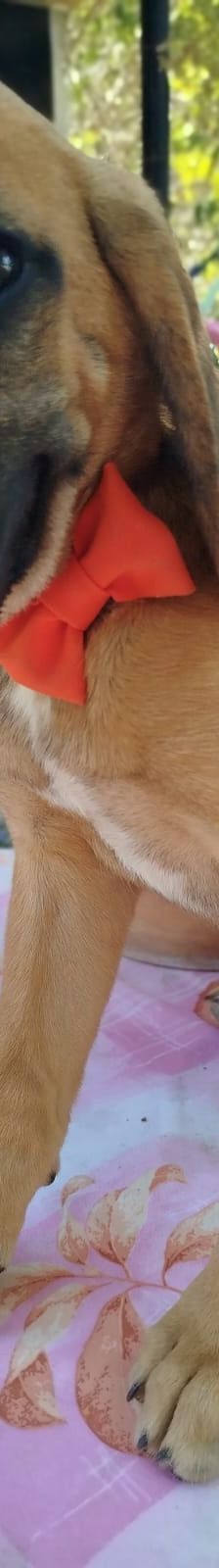 Erwin – Bracke-Mix, Männchen, 4 Monate, Griechenland – Foto 16