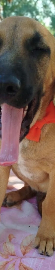 Erwin – Bracke-Mix, Männchen, 4 Monate, Griechenland – Foto 17