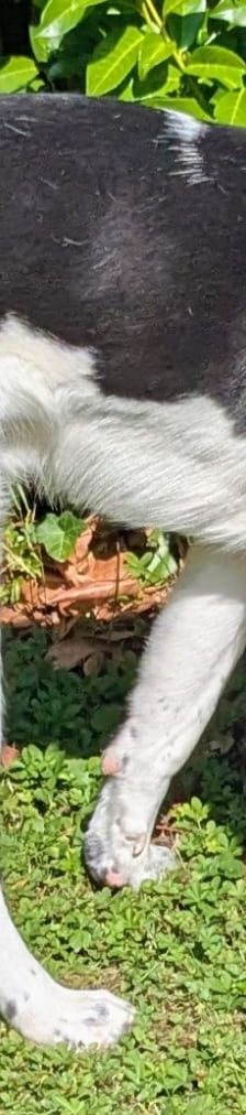 Sammy – Mischling, Männchen, 1 Jahr 2 Monate, 66740 Saarlouis – Foto 16
