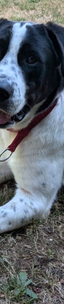 Sammy – Mischling, Männchen, 1 Jahr 2 Monate, 66740 Saarlouis – Foto 17