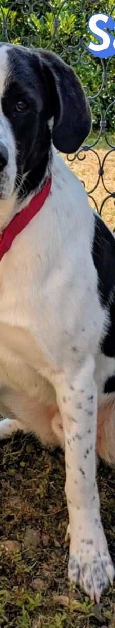 Sammy – Mischling, Männchen, 1 Jahr 2 Monate, 66740 Saarlouis – Foto 18