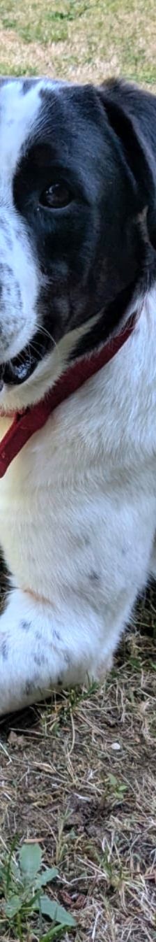 Sammy – Mischling, Männchen, 1 Jahr 2 Monate, 66740 Saarlouis – Foto 20