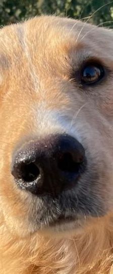 Aris – Golden Retriever Mix, Männchen, 2 Jahre 1 Monat, Griechenland – Foto 1