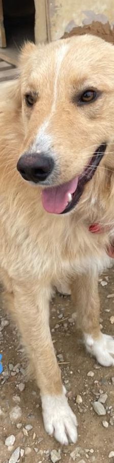 Aris – Golden Retriever Mix, Männchen, 2 Jahre 1 Monat, Griechenland – Foto 2