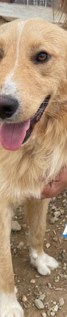 Aris – Golden Retriever Mix, Männchen, 2 Jahre 1 Monat, Griechenland – Foto 3