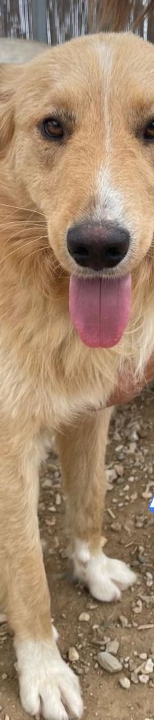 Aris – Golden Retriever Mix, Männchen, 2 Jahre 1 Monat, Griechenland – Foto 4