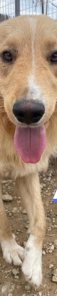 Aris – Golden Retriever Mix, Männchen, 2 Jahre 1 Monat, Griechenland – Foto 5