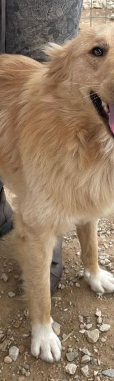 Aris – Golden Retriever Mix, Männchen, 2 Jahre 1 Monat, Griechenland – Foto 6