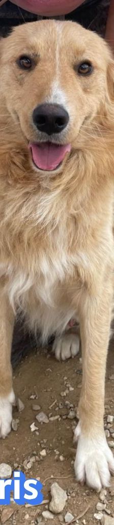Aris – Golden Retriever Mix, Männchen, 2 Jahre 1 Monat, Griechenland – Foto 7