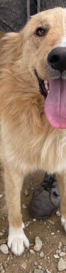 Aris – Golden Retriever Mix, Männchen, 2 Jahre 1 Monat, Griechenland – Foto 8