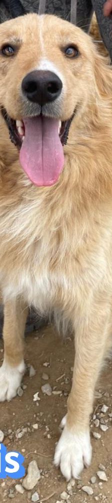 Aris – Golden Retriever Mix, Männchen, 2 Jahre 1 Monat, Griechenland – Foto 9