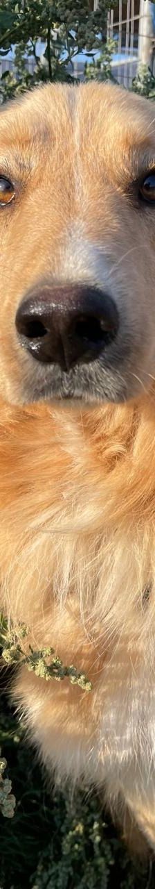 Aris – Golden Retriever Mix, Männchen, 2 Jahre 1 Monat, Griechenland – Foto 10