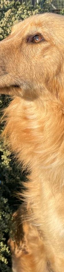 Aris – Golden Retriever Mix, Männchen, 2 Jahre 1 Monat, Griechenland – Foto 11