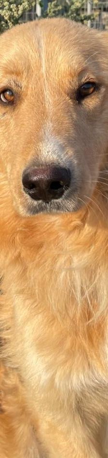Aris – Golden Retriever Mix, Männchen, 2 Jahre 1 Monat, Griechenland – Foto 12