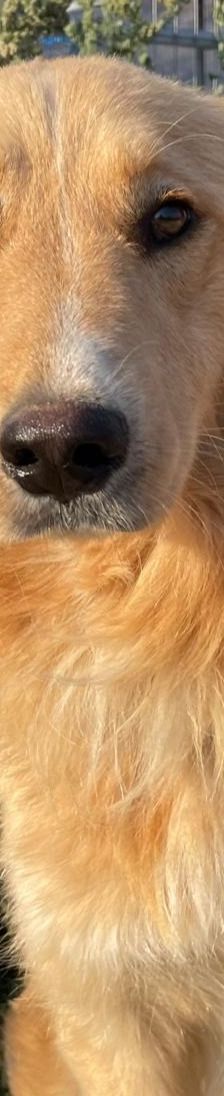 Aris – Golden Retriever Mix, Männchen, 2 Jahre 1 Monat, Griechenland – Foto 13