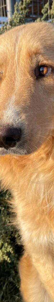 Aris – Golden Retriever Mix, Männchen, 2 Jahre 1 Monat, Griechenland – Foto 14