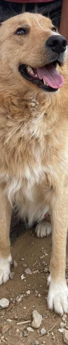 Aris – Golden Retriever Mix, Männchen, 2 Jahre 1 Monat, Griechenland – Foto 15