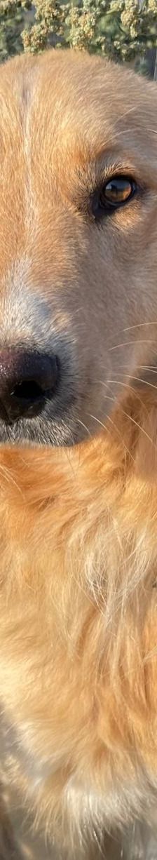 Aris – Golden Retriever Mix, Männchen, 2 Jahre 1 Monat, Griechenland – Foto 16