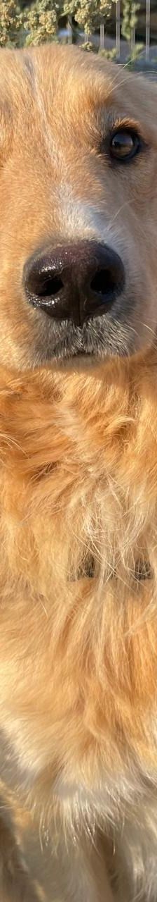 Aris – Golden Retriever Mix, Männchen, 2 Jahre 1 Monat, Griechenland – Foto 17