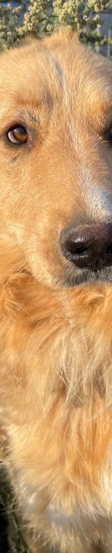 Aris – Golden Retriever Mix, Männchen, 2 Jahre 1 Monat, Griechenland – Foto 18