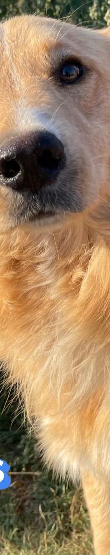 Aris – Golden Retriever Mix, Männchen, 2 Jahre 1 Monat, Griechenland – Foto 19
