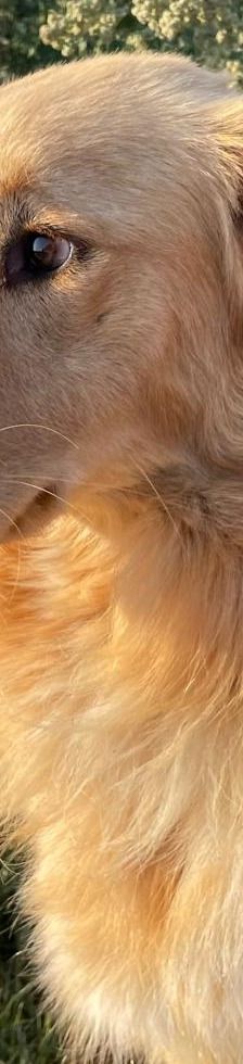 Aris – Golden Retriever Mix, Männchen, 2 Jahre 1 Monat, Griechenland – Foto 20