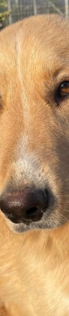 Aris – Golden Retriever Mix, Männchen, 2 Jahre 1 Monat, Griechenland – Foto 21