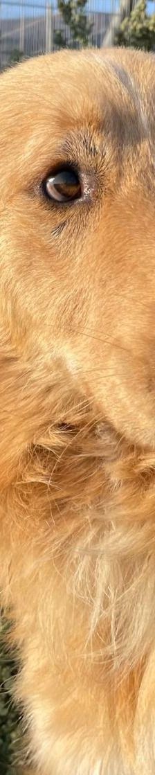 Aris – Golden Retriever Mix, Männchen, 2 Jahre 1 Monat, Griechenland – Foto 22
