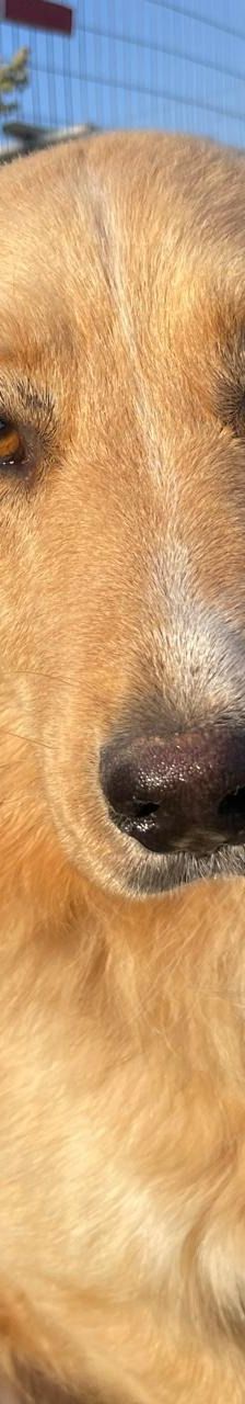 Aris – Golden Retriever Mix, Männchen, 2 Jahre 1 Monat, Griechenland – Foto 23