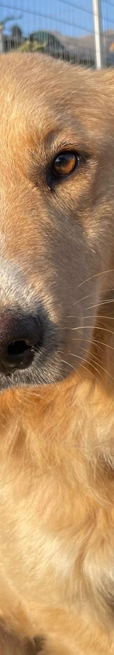 Aris – Golden Retriever Mix, Männchen, 2 Jahre 1 Monat, Griechenland – Foto 24
