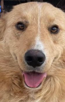 Aris – Golden Retriever Mix, Männchen, 2 Jahre 1 Monat, Griechenland – Foto 25